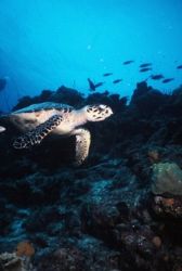 Hawksbill Turtle cruising the reef, Bonaire. by Erich Reboucas 